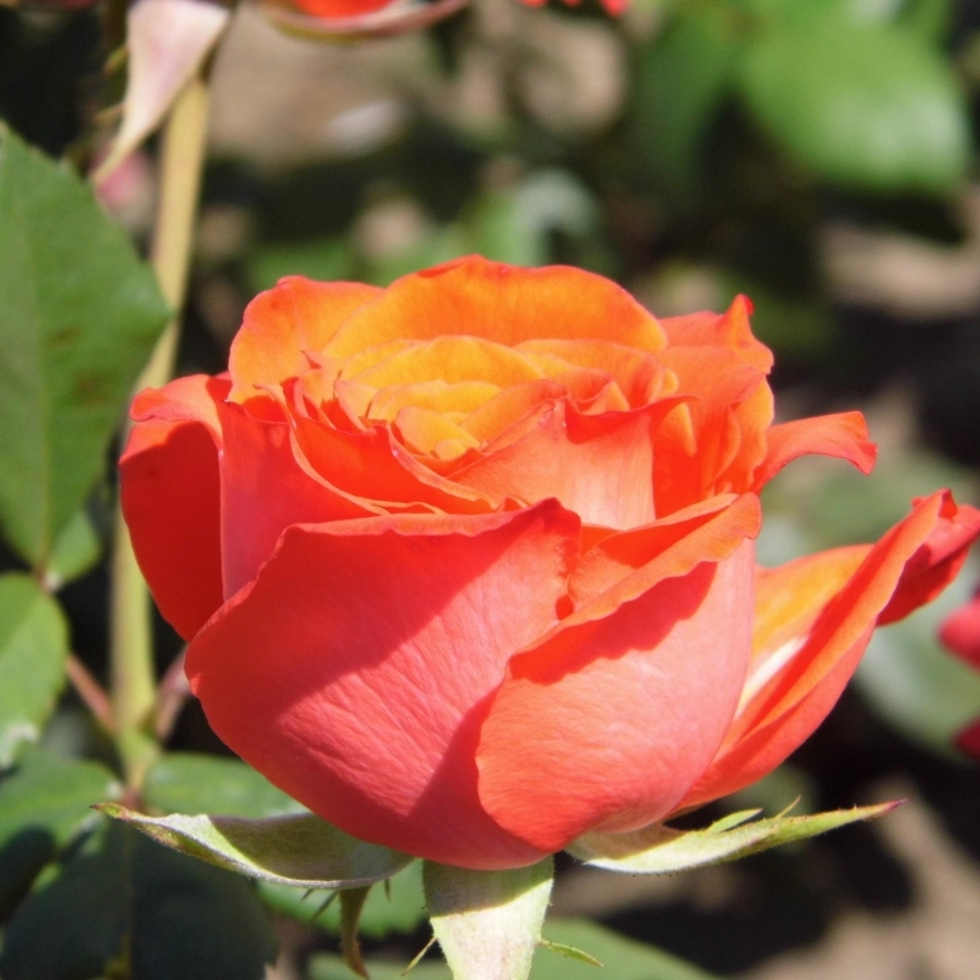 Роза Джелика Роза Джелика - Dolina-Sad.Ru