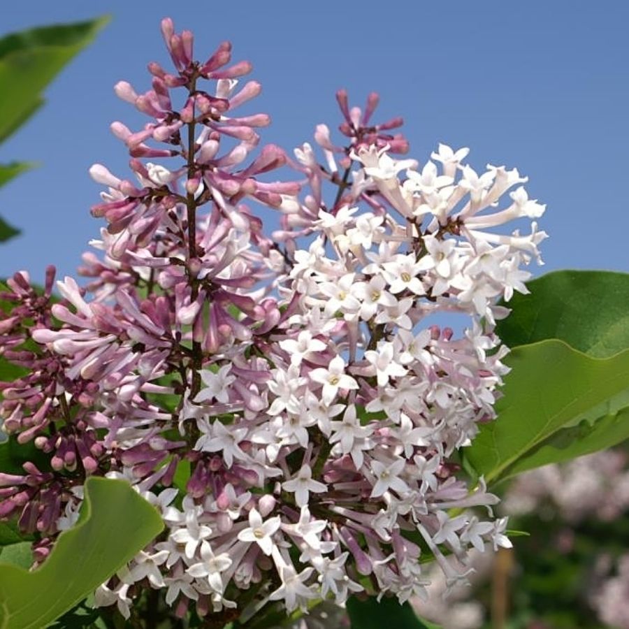 Сирень раскидистая Мисс Ким, С3 Сирень раскидистая Мисс Ким, С3 - Dolina-Sad.Ru