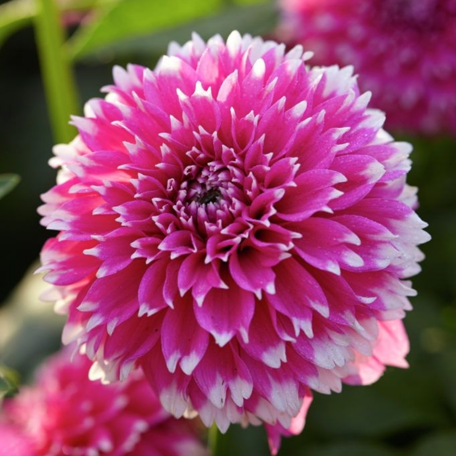 Георгина Фаззи Ваззи Георгина Фаззи Ваззи - Dolina-Sad.Ru