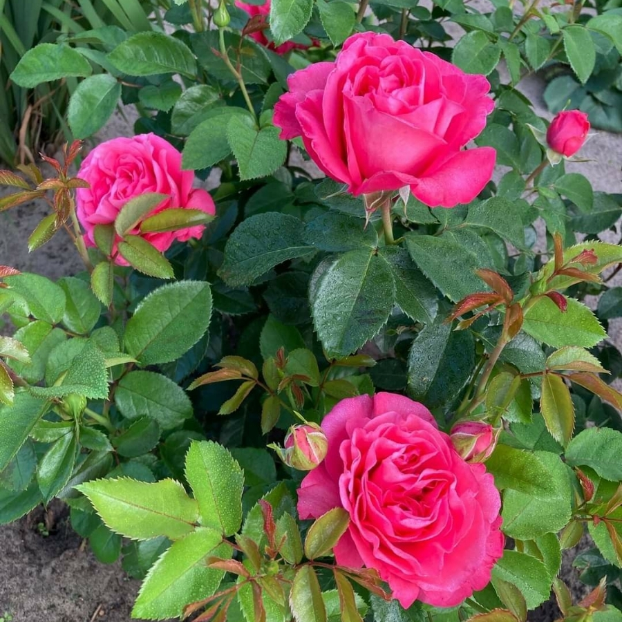 Роза Черри О Роза Черри О - Dolina-Sad.Ru