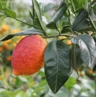 Розовый лимон Розовый лимон фото