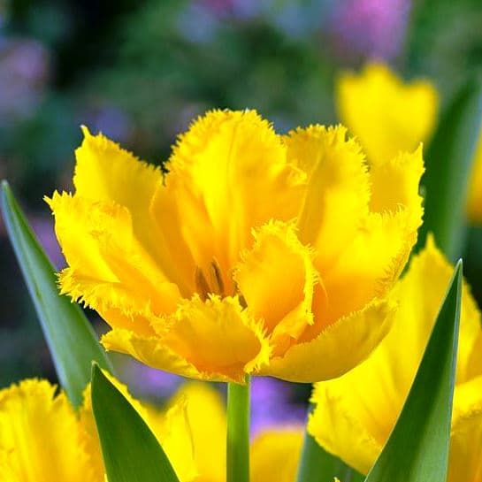 Тюльпан Криспи Мери Тюльпан Криспи Мери фото