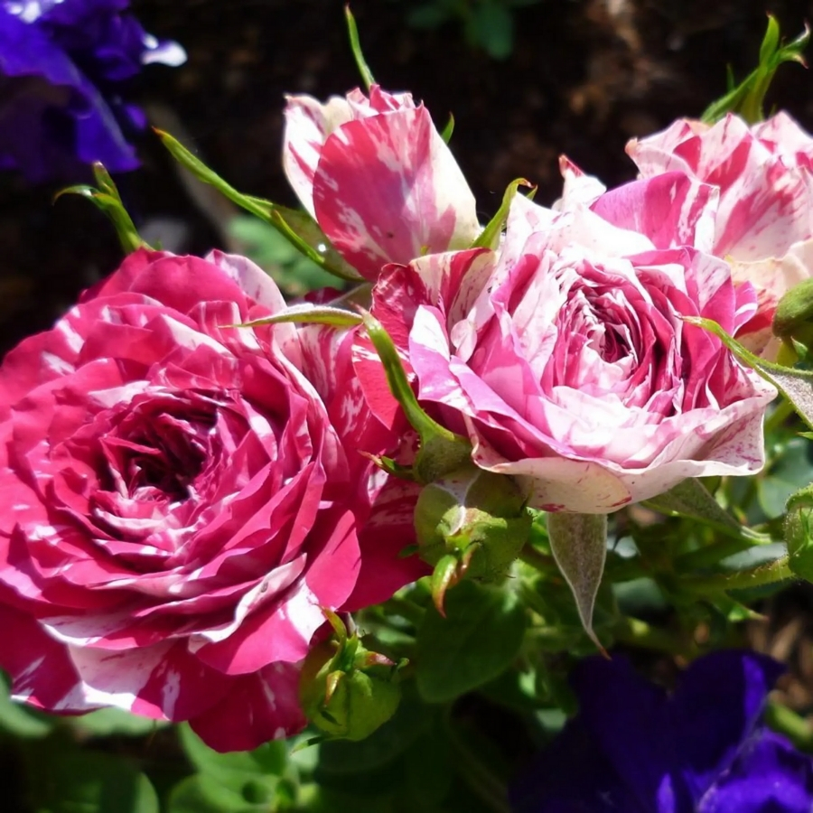 Роза Флешинг - Dolina-Sad.Ru