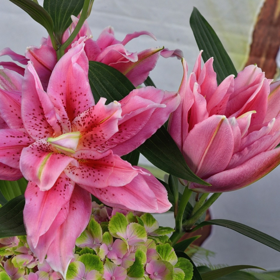 Лилия Роузлили Талисса Лилия Роузлили Талисса - Dolina-Sad.Ru