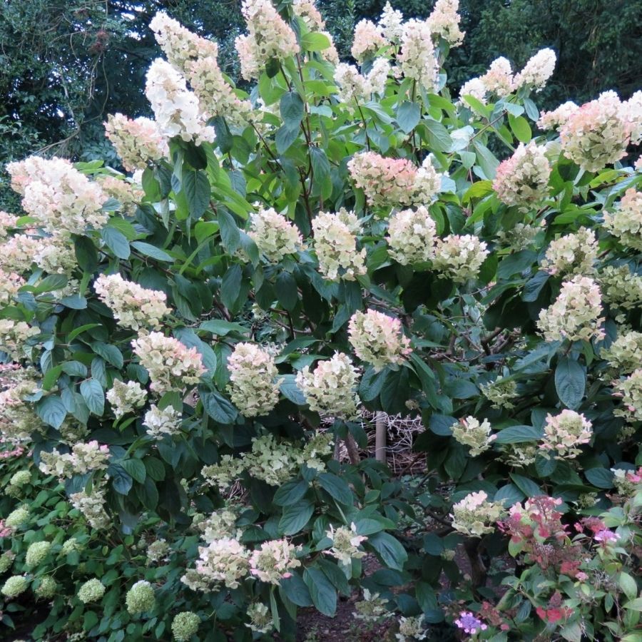 Гортензия метельчатая Мартинвас - Dolina-Sad.Ru