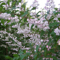 Дейция шершавая Кодселл Пинк фото