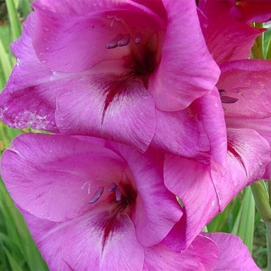 Гладиолус Фиделио - Dolina-Sad.Ru