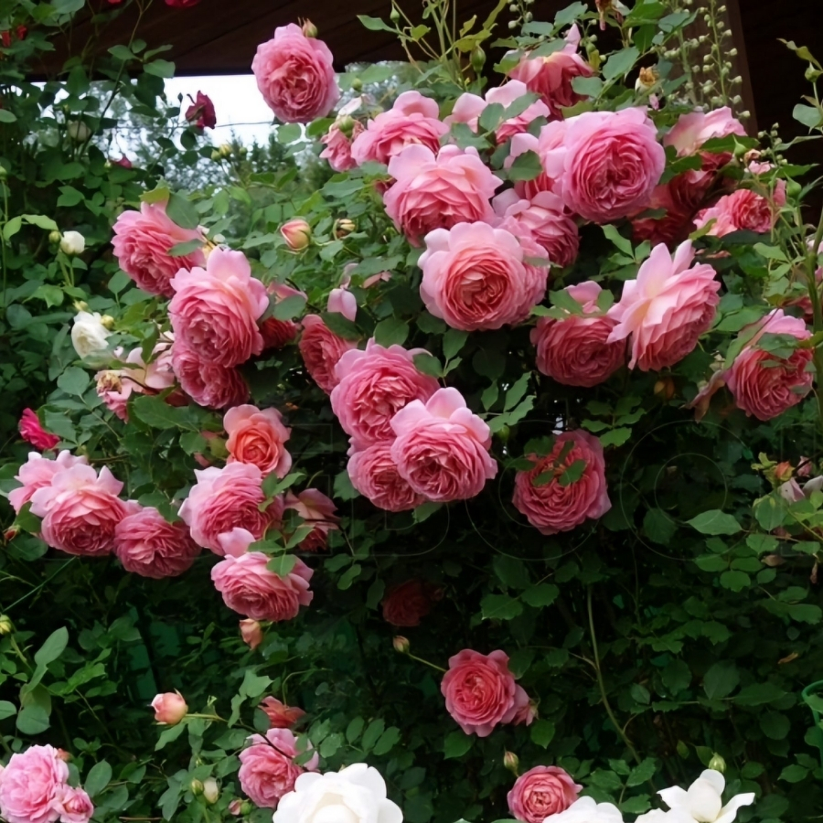 Роза Джубили Селебрейшн в горшке - Dolina-Sad.Ru