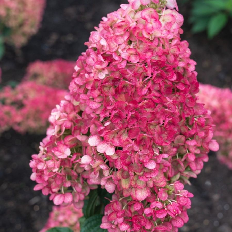 Гортензия метельчатая Стробери Блоссом, С3 Гортензия метельчатая Стробери Блоссом, С3 - Dolina-Sad.Ru