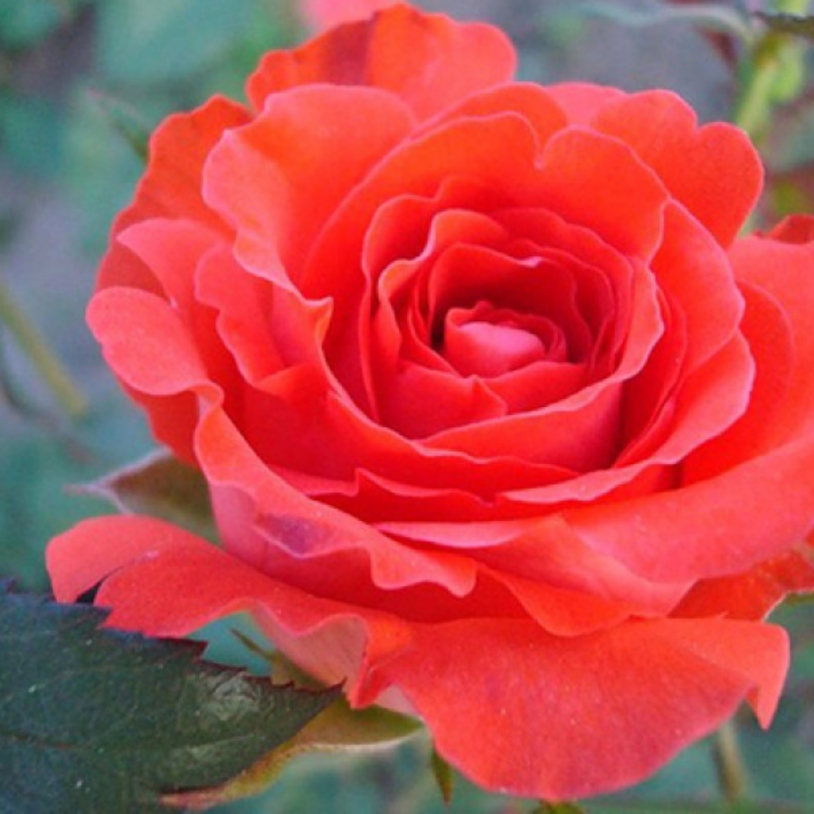 Роза Джелика Роза Джелика - Dolina-Sad.Ru