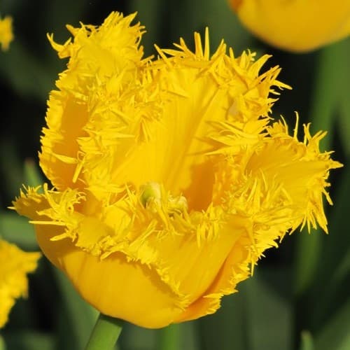 Тюльпан Криспи Мери Тюльпан Криспи Мери фото