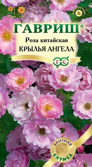 Роза китайская Крылья ангела* 5 шт. серия Элитная клумба фото