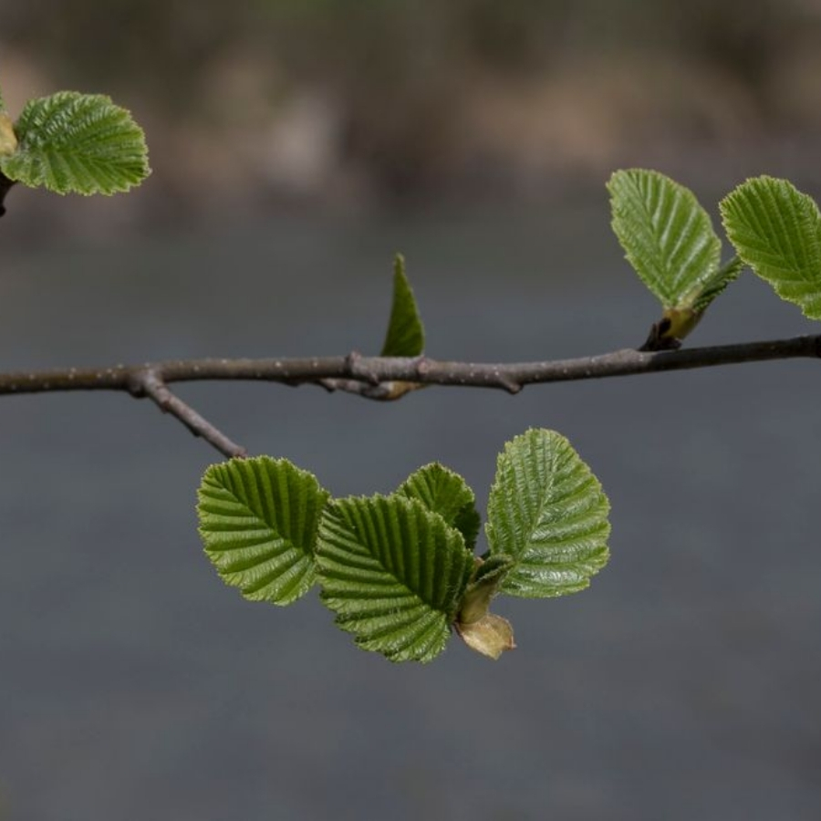 Ольха серая, С3 - Dolina-Sad.Ru