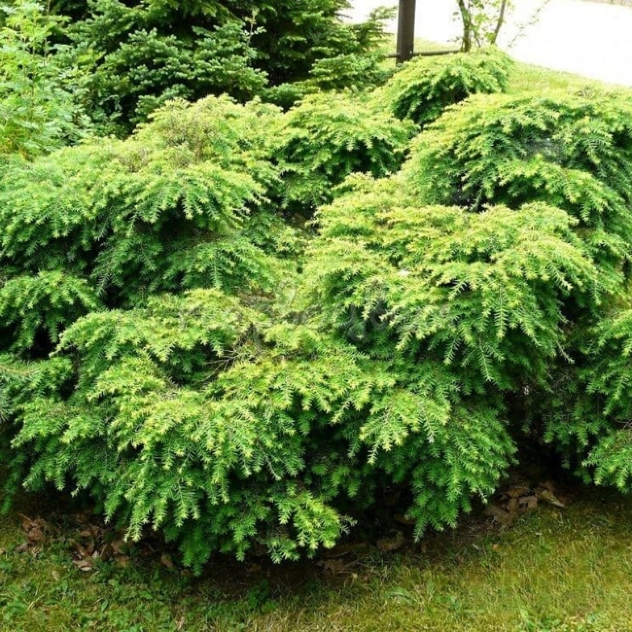 Тсуга канадская Литл Ниндзя - Dolina-Sad.Ru