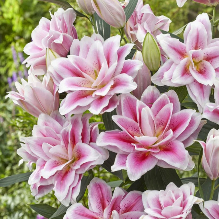 Лилия Роузлили Микаэла Лилия Роузлили Микаэла - Dolina-Sad.Ru