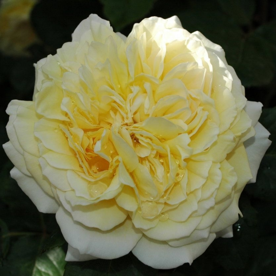 Роза Жоэль Маруани Роза Жоэль Маруани - Dolina-Sad.Ru