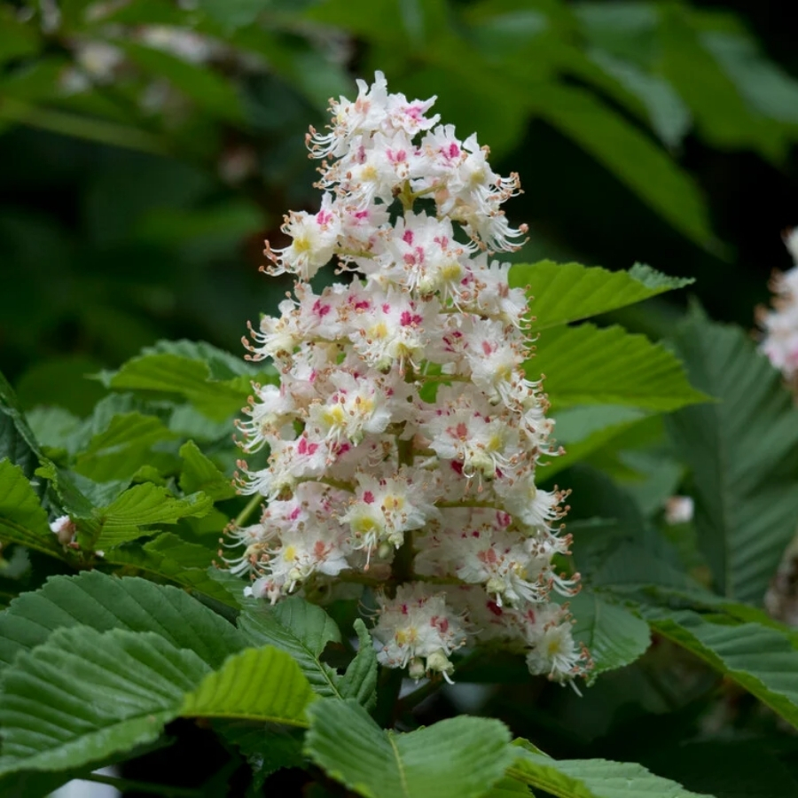 Конский каштан обыкновенный, С3 - Dolina-Sad.Ru
