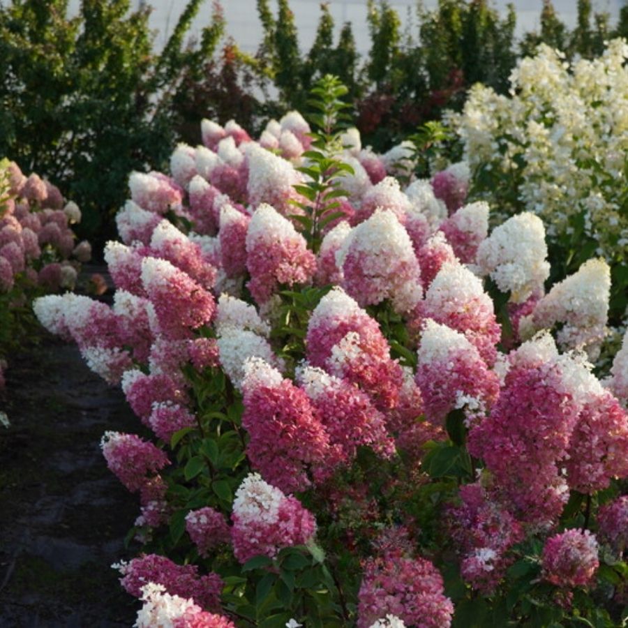 Гортензия метельчатая Стробери Блоссом, С3 Гортензия метельчатая Стробери Блоссом, С3 - Dolina-Sad.Ru