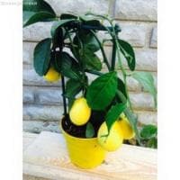 Гибрид Лимон+Апельсин Мейера Гибрид Лимон+Апельсин Мейера фото