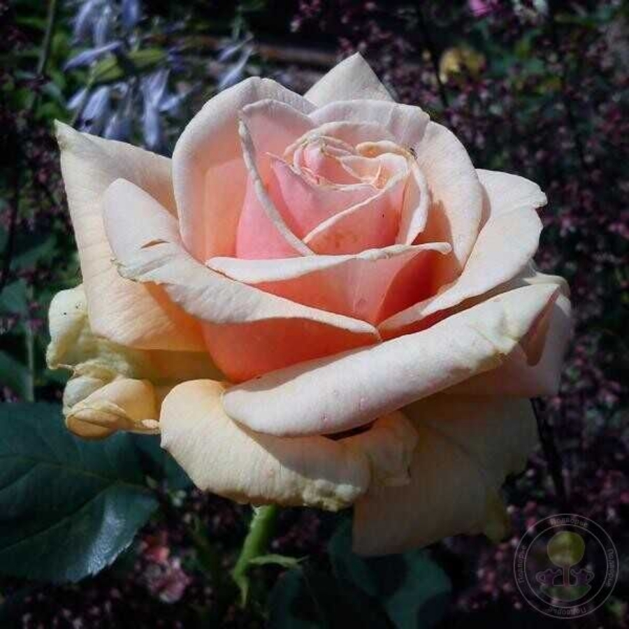 Роза Роял Бьюти в горшке - Dolina-Sad.Ru