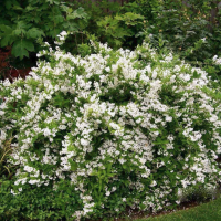 Дейция Изящная Дейция Изящная фото