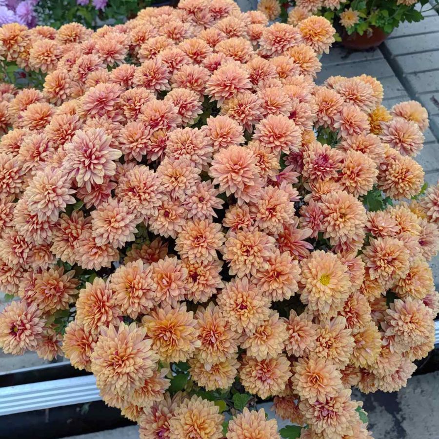 Хризантема мультифлора Персиковая - Dolina-Sad.Ru
