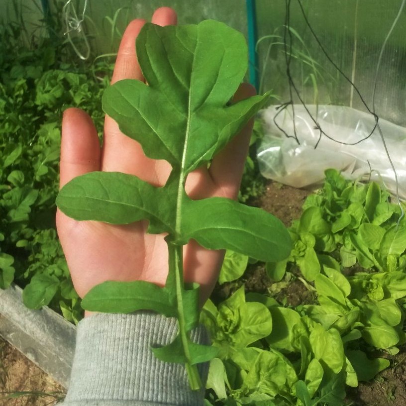 Индау Сицилия (рукола) 1 г Уд. с. фото