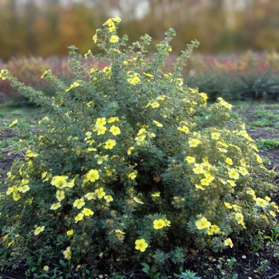 Лапчатка кустарниковая Голдтеппич. С3 Лапчатка кустарниковая Голдтеппич. С3 - Dolina-Sad.Ru