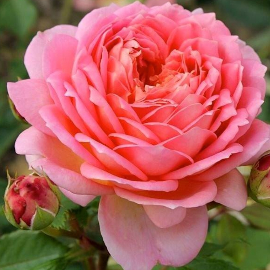 Роза Джубили Селебрейшн Роза Джубили Селебрейшн - Dolina-Sad.Ru