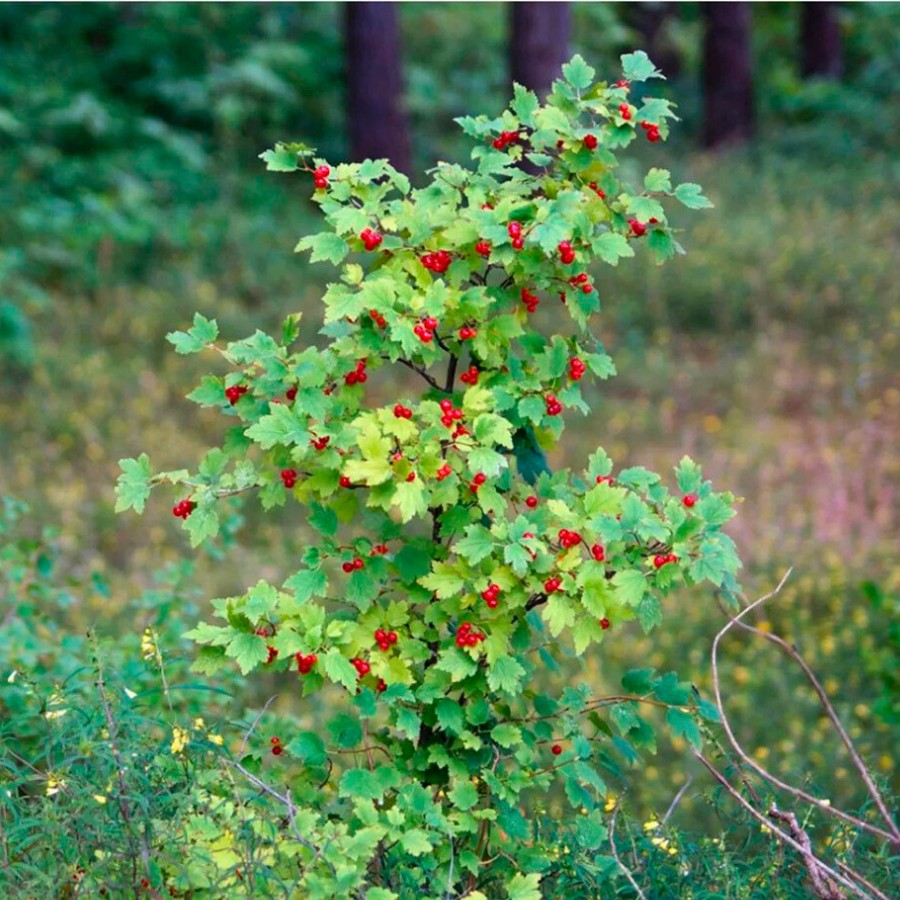 Смородина альпийская, С3 - Dolina-Sad.Ru