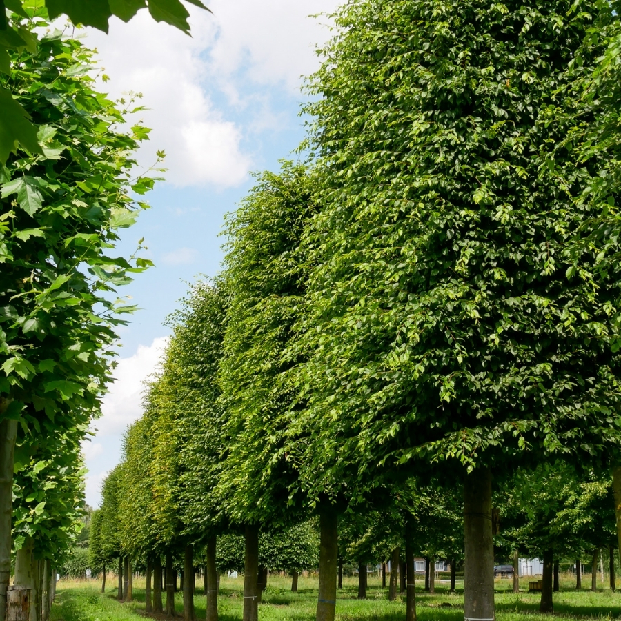 Граб обыкновенный, С3 Граб обыкновенный, С3 - Dolina-Sad.Ru