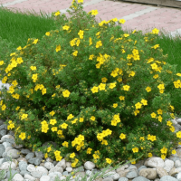 Лапчатка кустарниковая Лонгакр Лапчатка кустарниковая Лонгакр фото