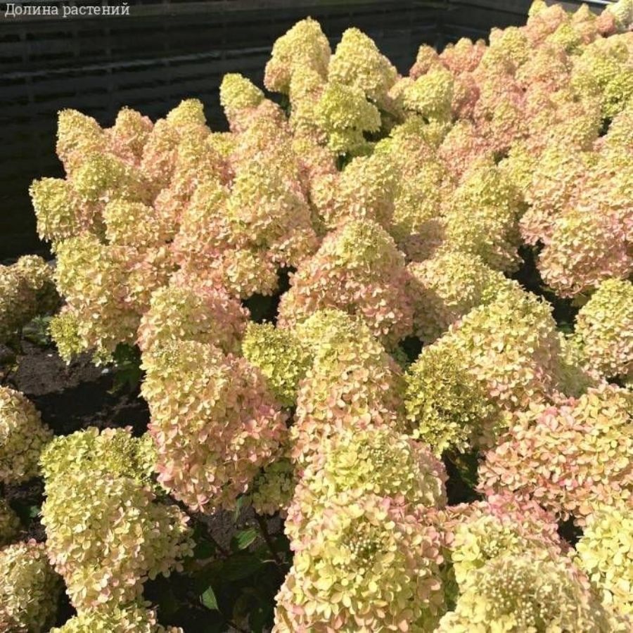 Гортензия метельчатая Петит Флори, С3 Гортензия метельчатая Петит Флори, С3 - Dolina-Sad.Ru