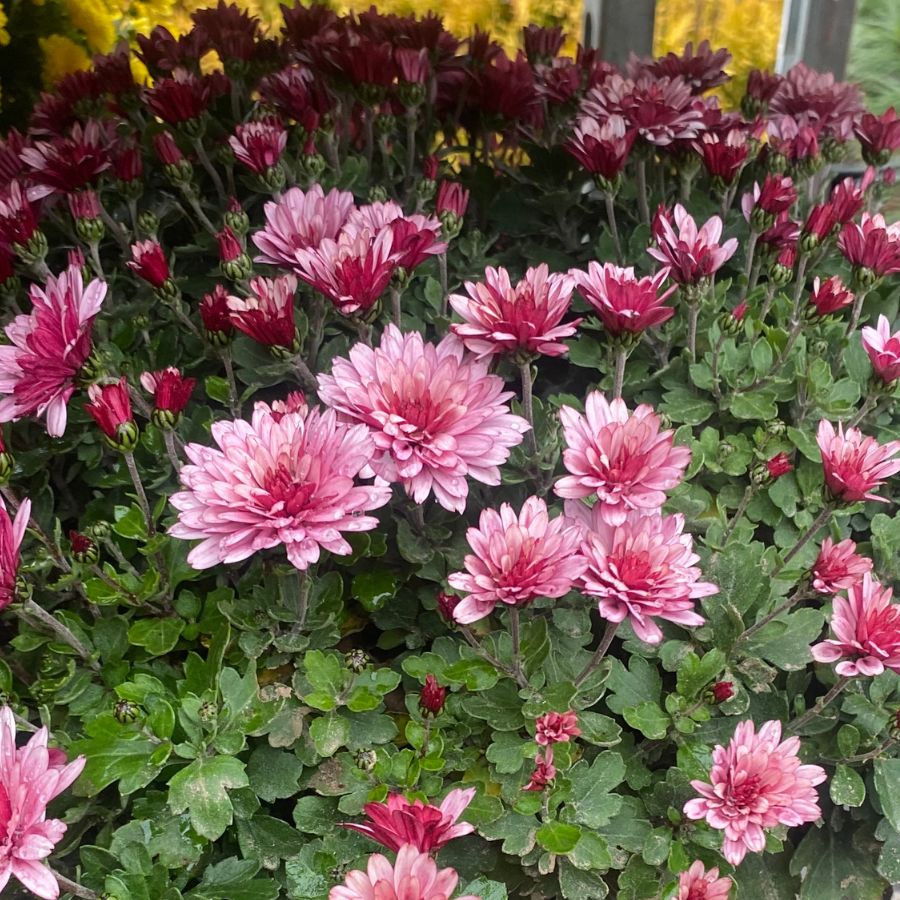 Хризантема мультифлора Бронсоуд Пинк - Dolina-Sad.Ru