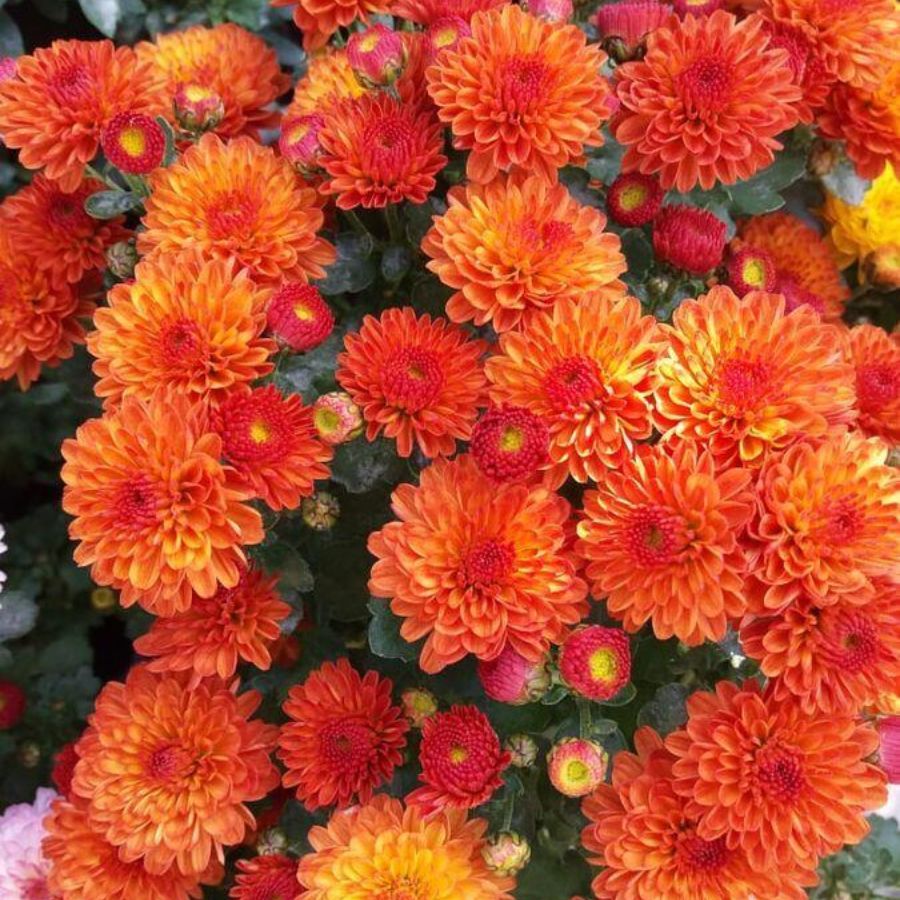 Хризантема мультифлора Джи Джи Оранж - Dolina-Sad.Ru