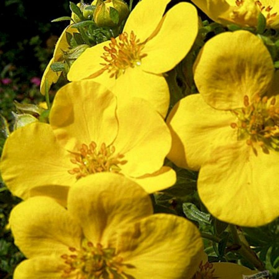 Лапчатка кустарниковая Хакманс Гигант, С1,5 Лапчатка кустарниковая Хакманс Гигант, С1,5 - Dolina-Sad.Ru