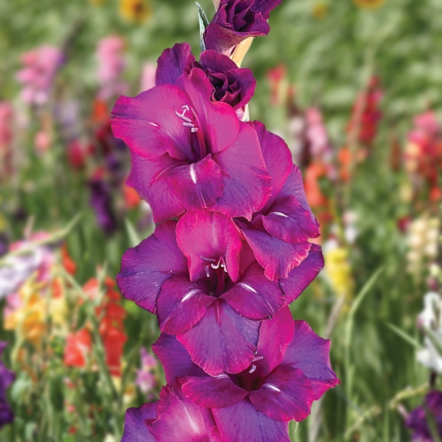 Гладиолус Некст Левел - Dolina-Sad.Ru