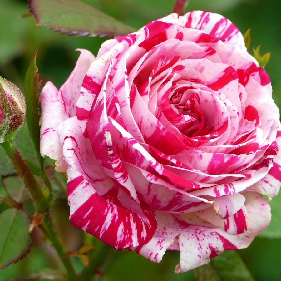 Роза Хайм Сатин Роза Хайм Сатин - Dolina-Sad.Ru