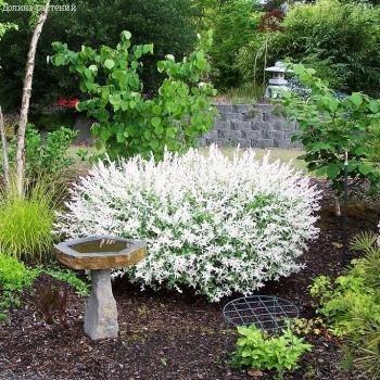 Ива японская Хакуро-Нишики, С3 - Dolina-Sad.Ru