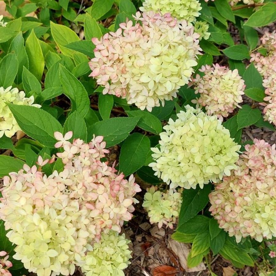 Гортензия метельчатая Би Грин, С2 Гортензия метельчатая Би Грин, С2 - Dolina-Sad.Ru