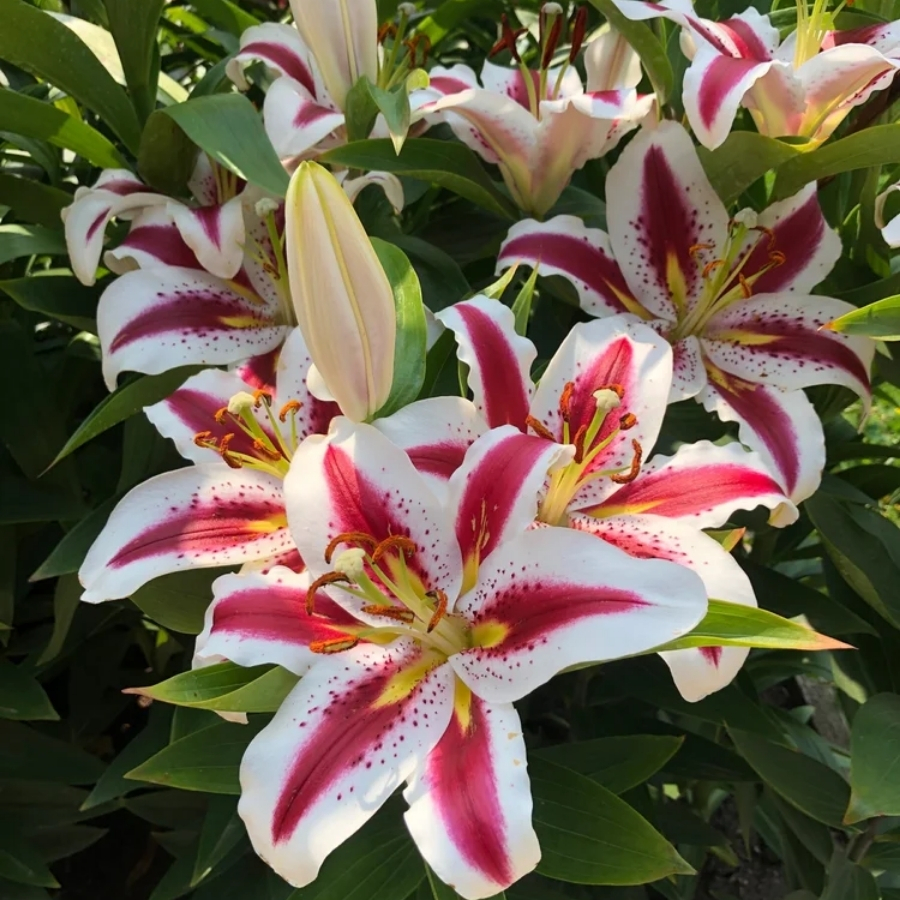 Лилия Биг Смайл Лилия Биг Смайл - Dolina-Sad.Ru