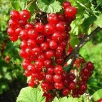 Смородина Красная Ненаглядная фото