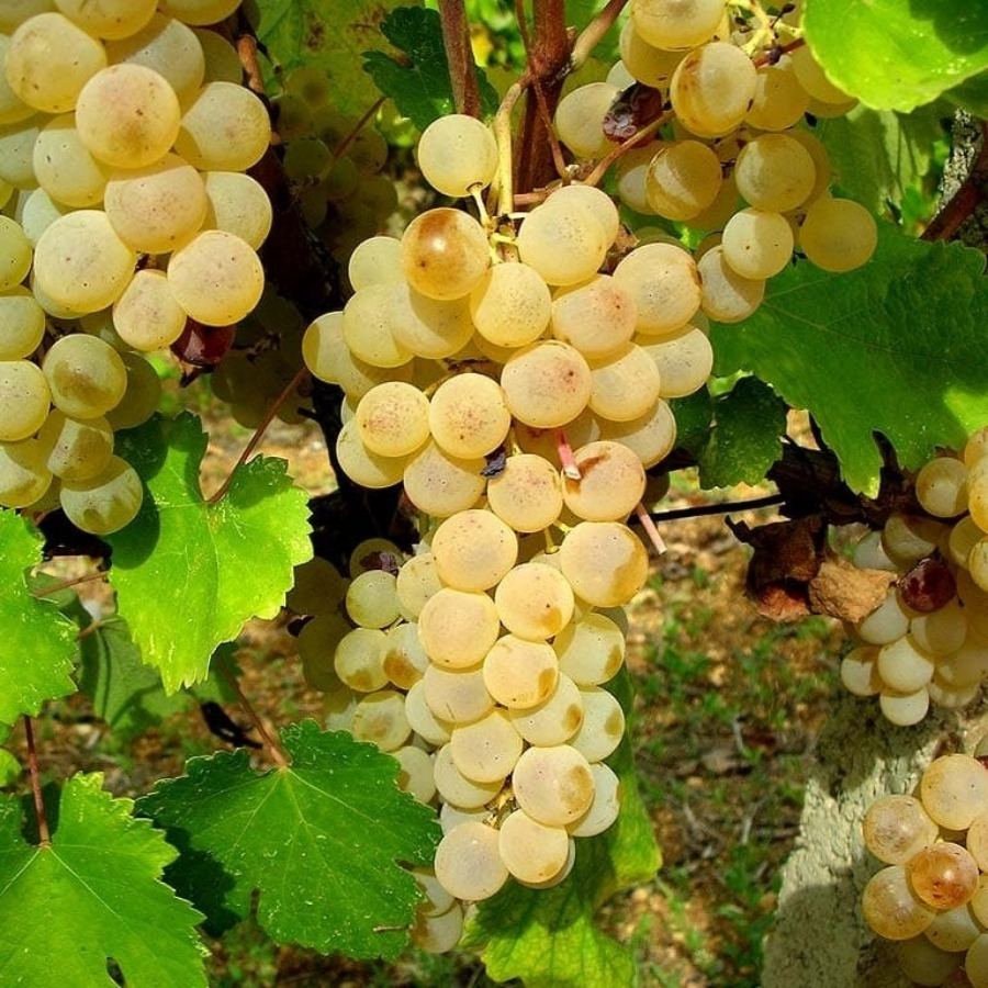 Виноград Мускат Италия - Dolina-Sad.Ru