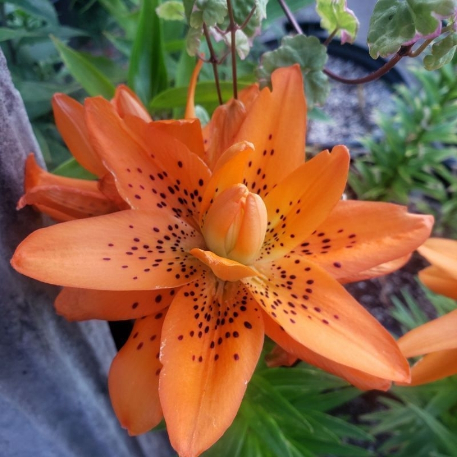 Лилия Датч Дизайн Лилия Датч Дизайн - Dolina-Sad.Ru