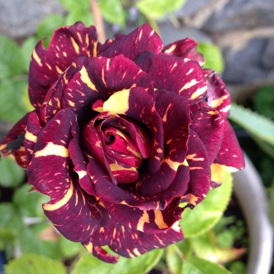 Роза штамбовая Фокус Покус - Dolina-Sad.Ru