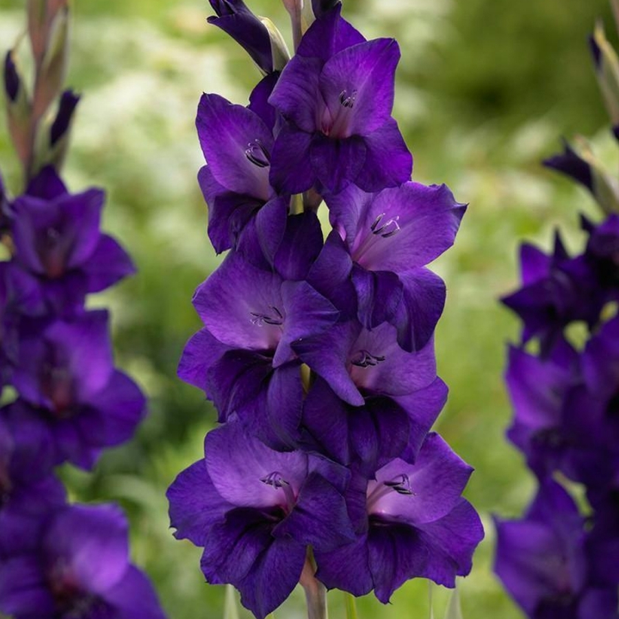 Гладиолус Некст Левел - Dolina-Sad.Ru