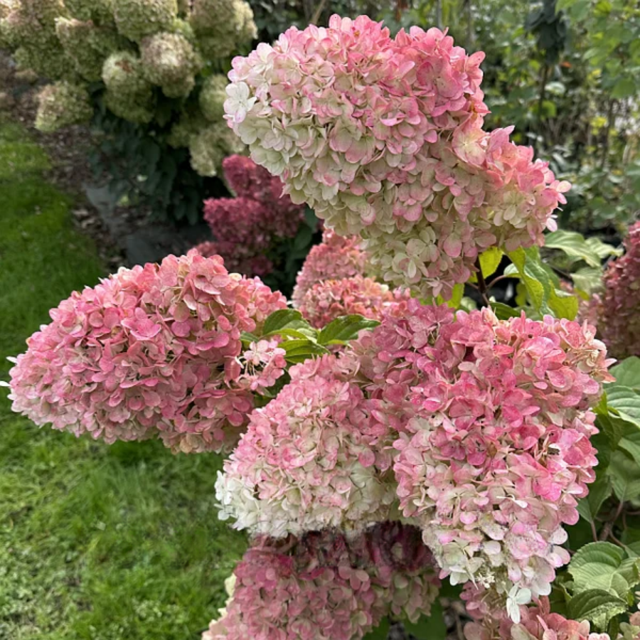 Гортензия метельчатая Краса Лесково, С2 Гортензия метельчатая Краса Лесково, С2 - Dolina-Sad.Ru