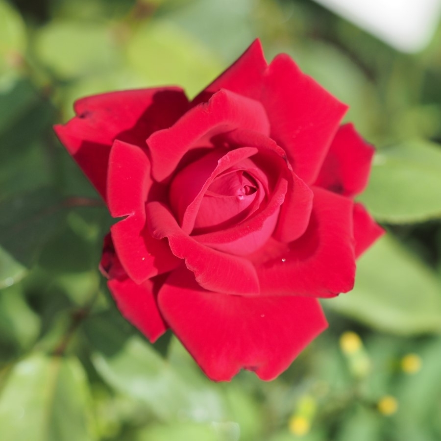 Роза Руби Вединг Роза Руби Вединг - Dolina-Sad.Ru