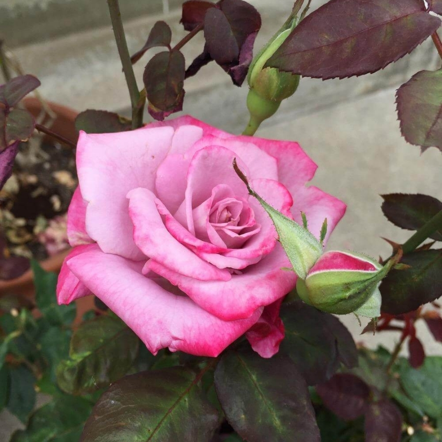 Роза Парадайз в горшке Роза Парадайз в горшке - Dolina-Sad.Ru