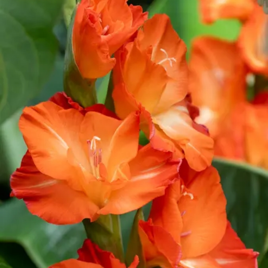 Гладиолус Сторми - Dolina-Sad.Ru